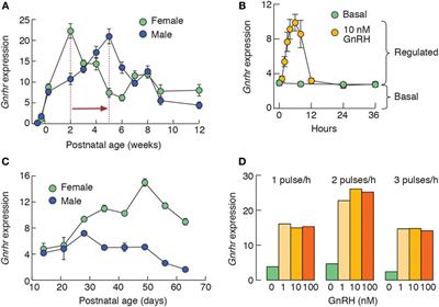 Intrinsic and Regulated Gonadotropin-Releasing Hormone Receptor Gene Transcription in Mammalian Pituitary Gonadotrophs